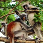 Curabitur ullamcorper ultricies nisi